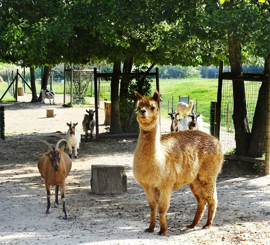 De kinderboerderij bij Campanile Val de France