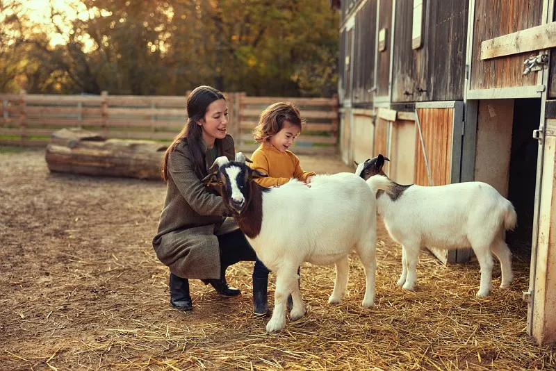 Geitjes op de kinderboerderij