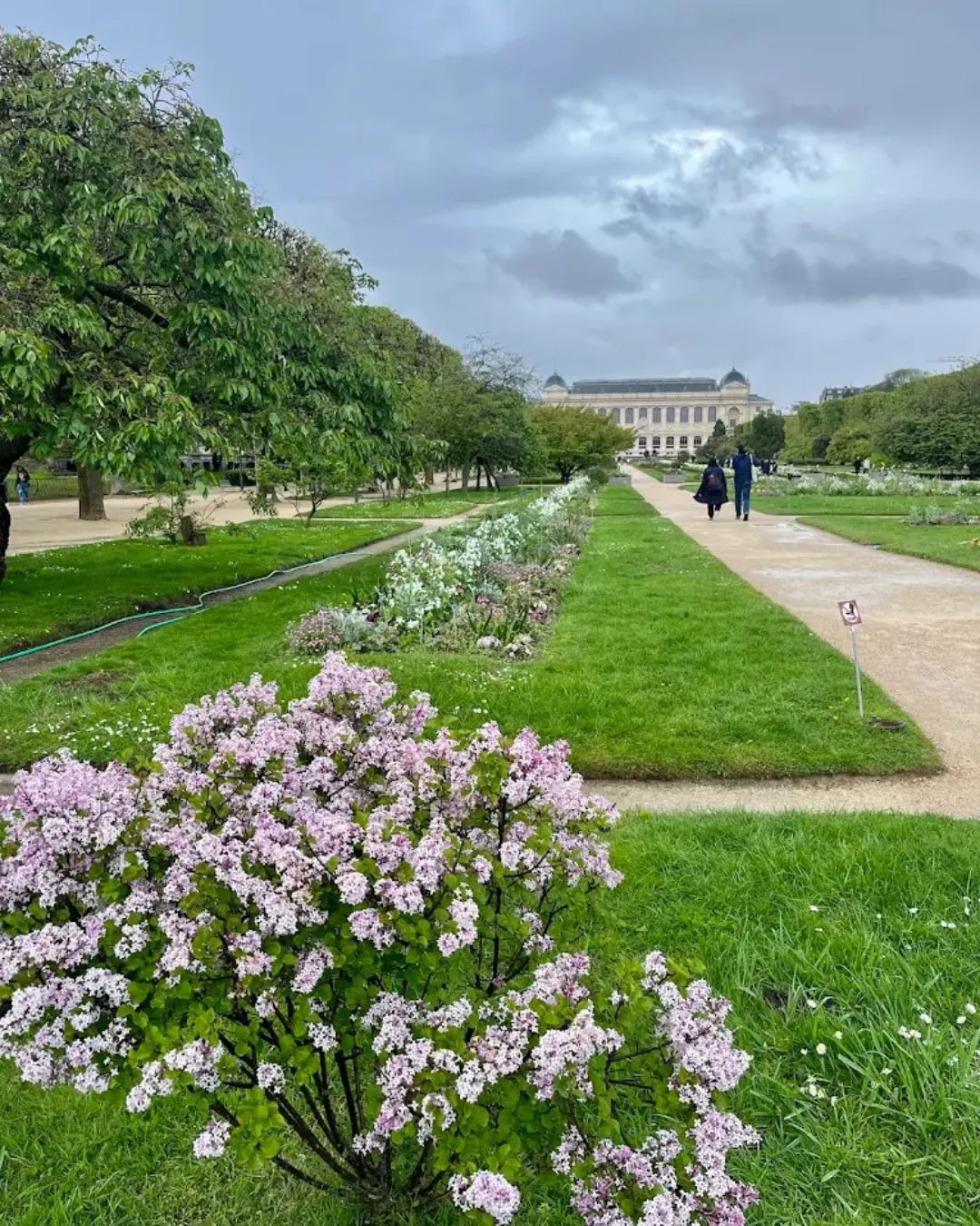 Kersenbloesem in de Jardin des Plantes in Parijs