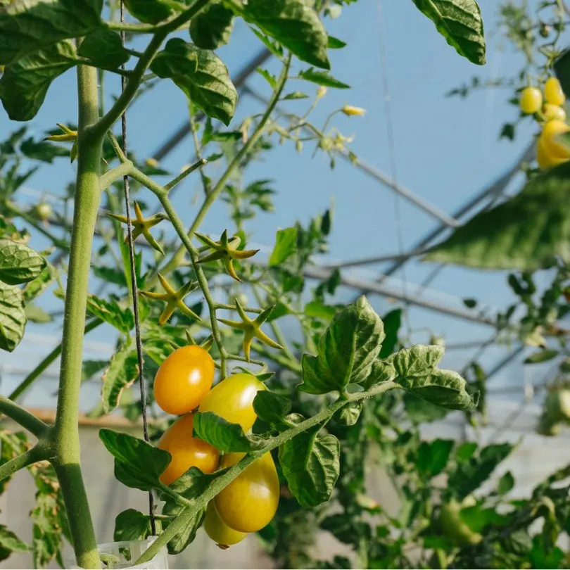 Tomaten uit de moestuin van restaurant Arpege